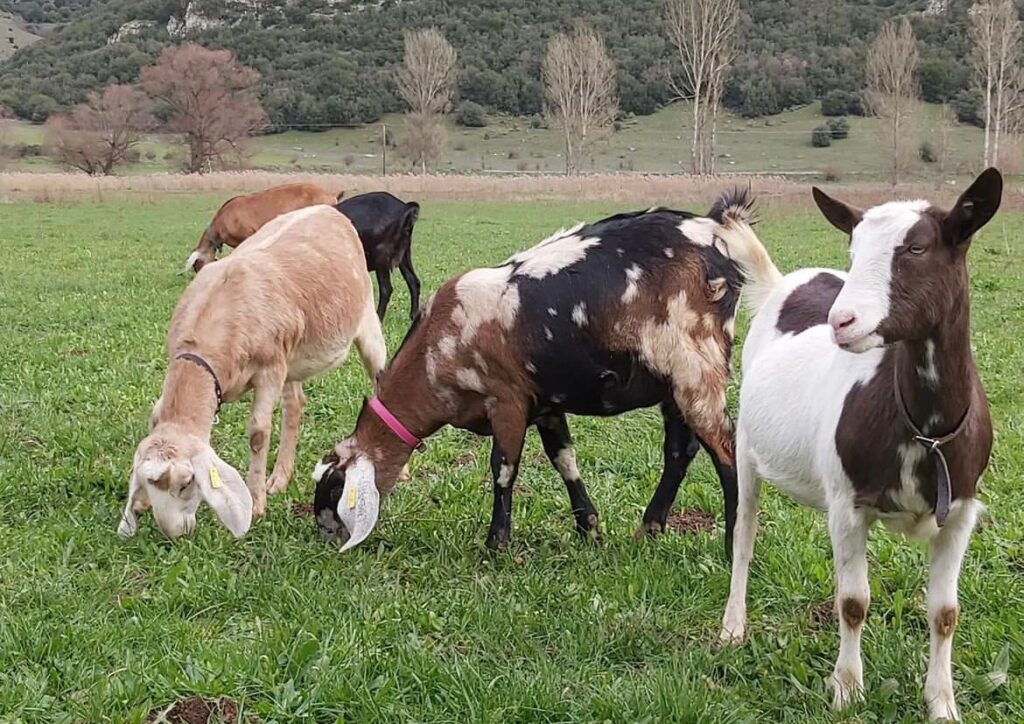 Anglo Nubia - Rosendale Dairy Farm