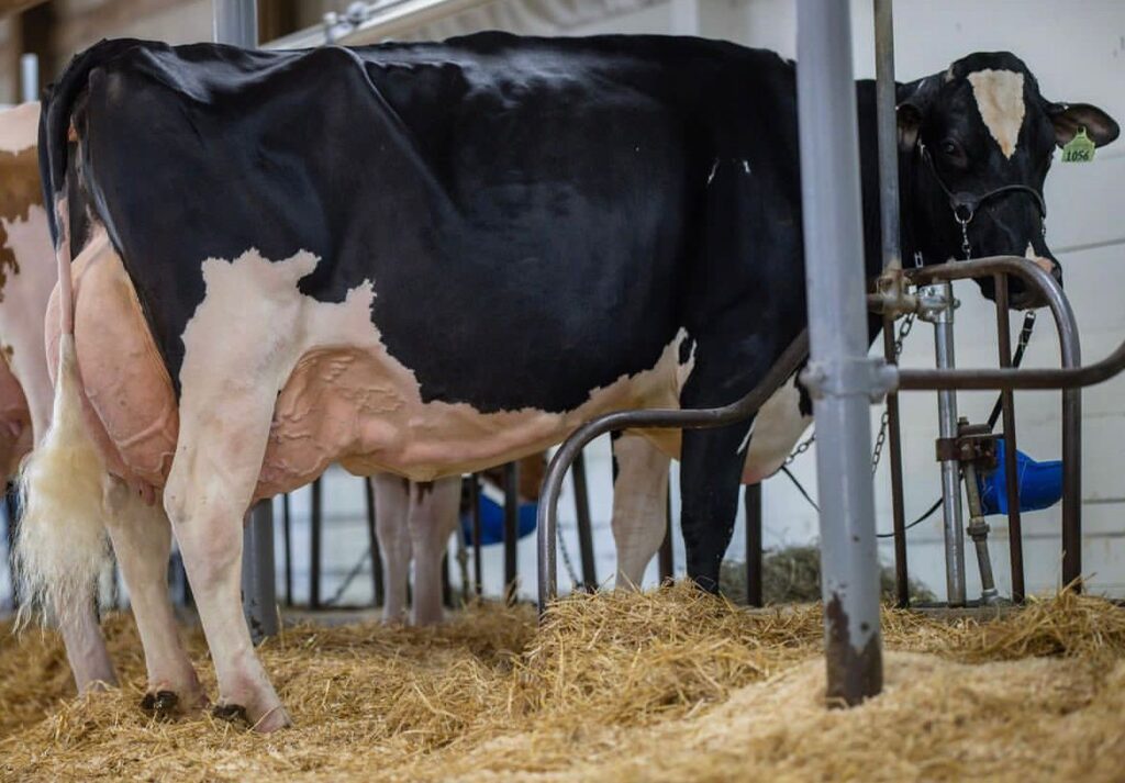 Holstein - Rosendale Dairy Farm